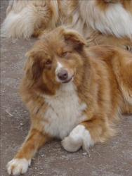 Photo du Chien