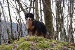 Photo du Chien
