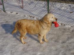 Photo du Chien