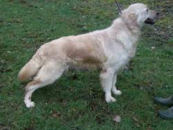 Photo du Chien