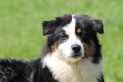 Photo du Chien