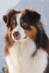 Photo du Chien