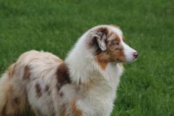 Photo du Chien