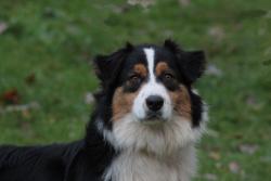 Photo du Chien