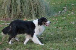Photo du Chien