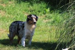 Photo du Chien