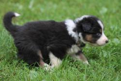 Photo du Chien