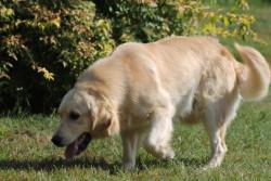 Photo du Chien