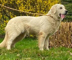 Photo du Chien
