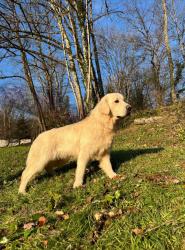 Photo du Chien