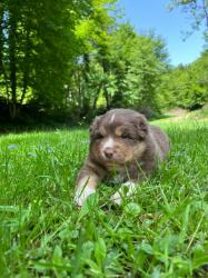 Photo du Chien