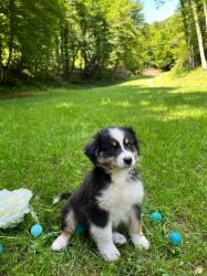 Photo du Chien