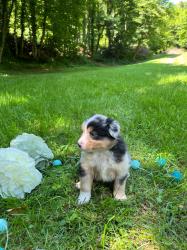 Photo du Chien