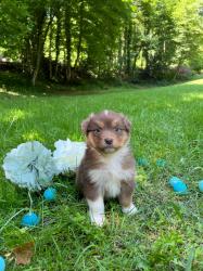 Photo du Chien
