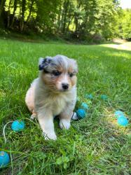 Photo du Chien
