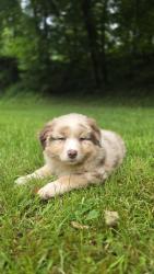 Photo du Chien
