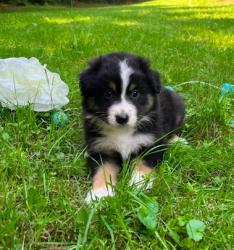 Photo du Chien
