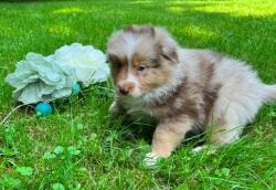 Photo du Chien