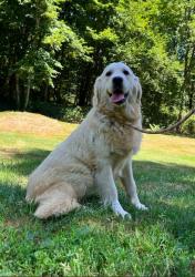Photo du Chien