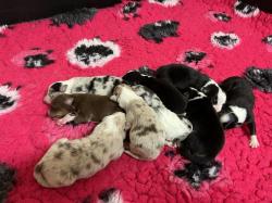 Photo du Chien