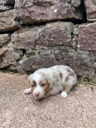 Photo du Chien