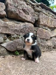 Photo du Chien