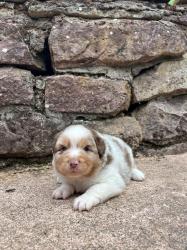 Photo du Chien