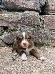 Photo du Chien
