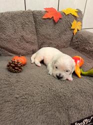 Photo du Chien