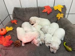 Photo du Chien