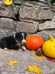 Photo du Chien