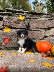 Photo du Chien