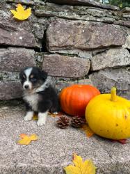 Photo du Chien