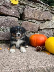 Photo du Chien