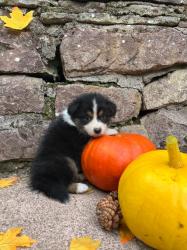 Photo du Chien