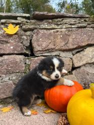 Photo du Chien