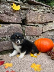 Photo du Chien