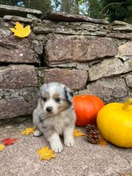 Photo du Chien