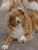 Photo du Chien