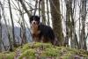 Photo du Chien