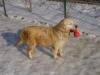 Photo du Chien