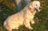 Photo du Chien