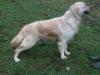 Photo du Chien