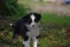Photo du Chien