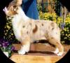 Photo du Chien