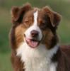 Photo du Chien