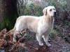 Photo du Chien
