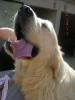 Photo du Chien