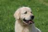 Photo du Chien