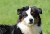 Photo du Chien